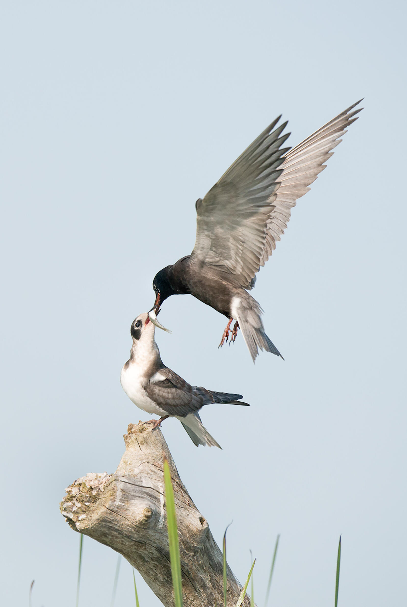 Black Tern