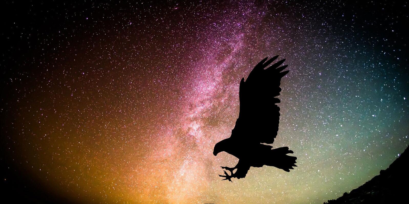 Eagle flying at night