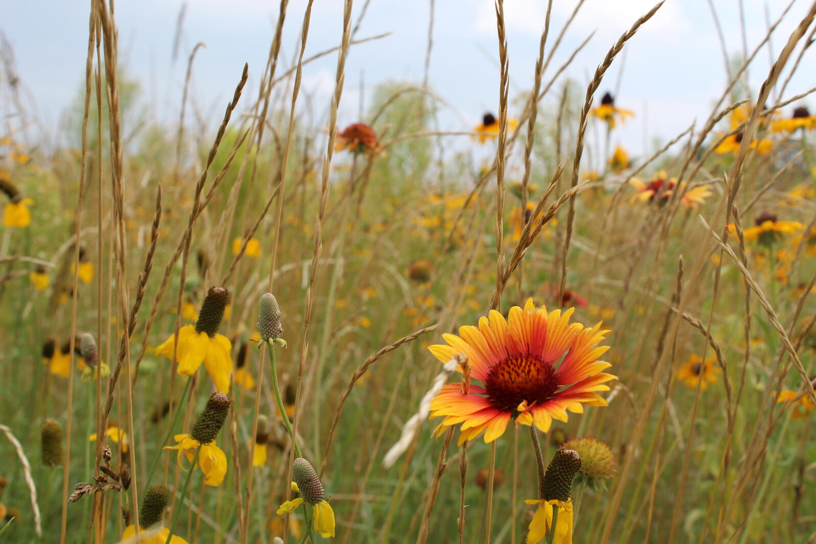 Native prairie