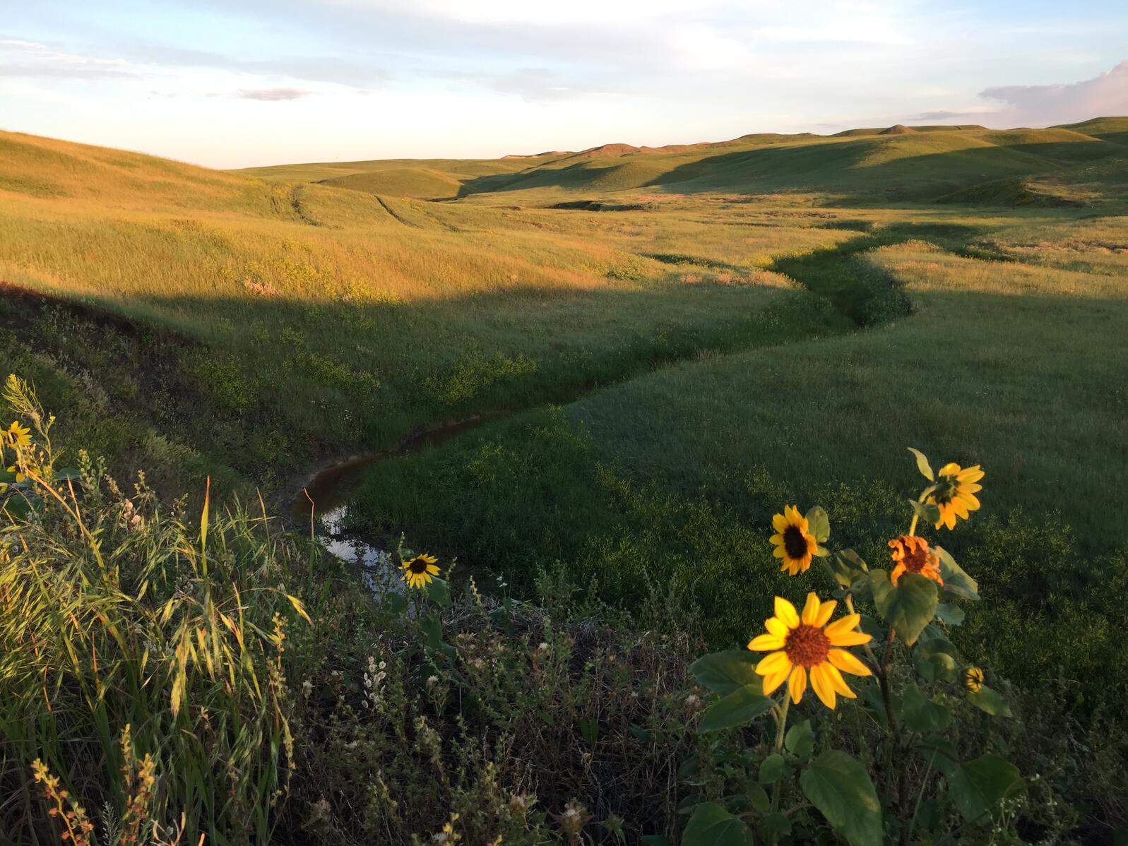 Grasslands Biome Plants