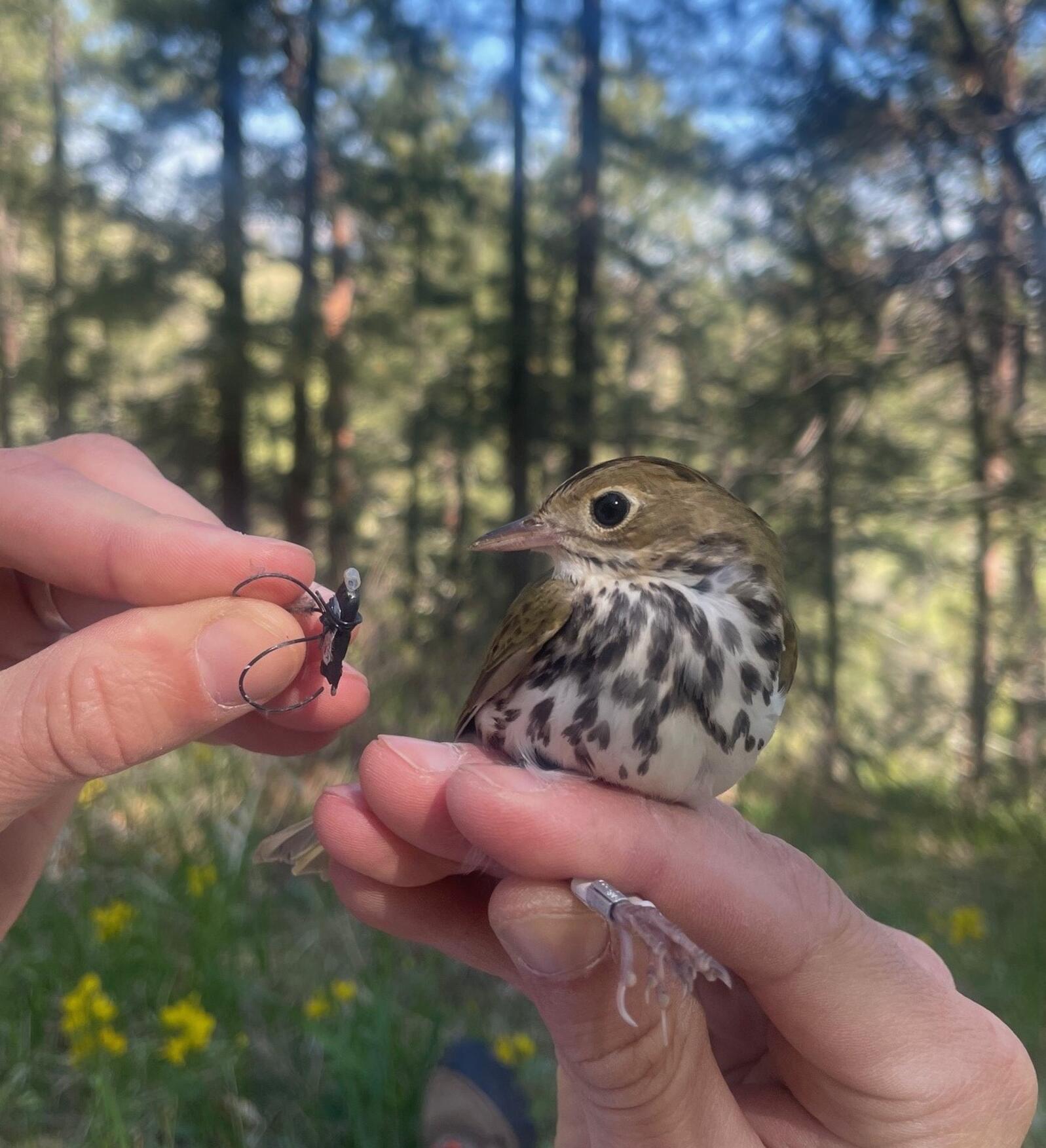 Ovenbird with recovered geolocator. All banding and marking is conducted under a federally authorized Bird Banding Permit issued by the USGS. Stephen Brenner/Audubon