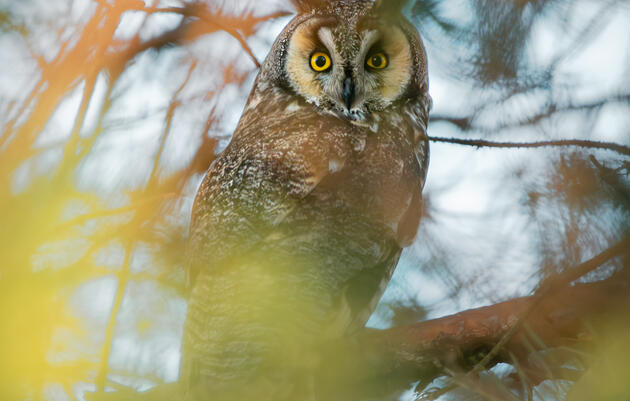 Great Backyard Bird Count
