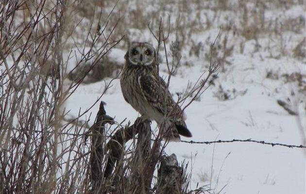 Seasonal Birding in Fargo-Moorhead