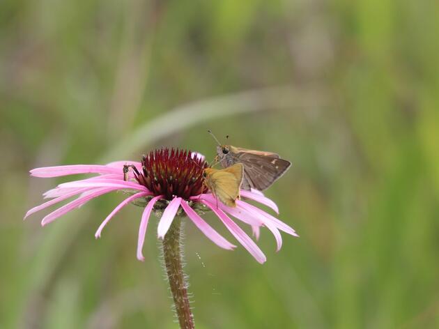 Audubon Dakota Awarded Grant to Support Pollinator Habitat 