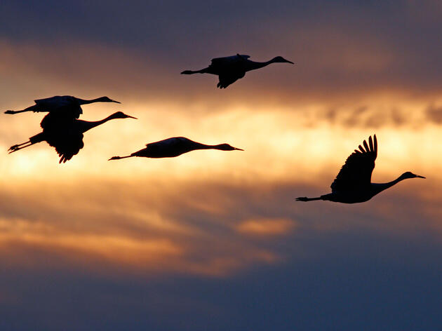 A Special Message From Audubon's President and CEO Regarding COVID-19 