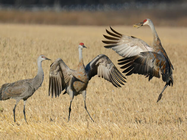 Cranes Finally Arriving in Kearney Area