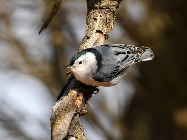 Researchers Reveal the Mysterious Fall Movements of a Familiar Backyard Bird 