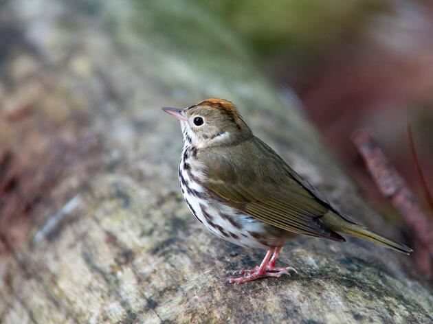 Populations at the Periphery: the Life and Migration of Nebraska Ovenbirds