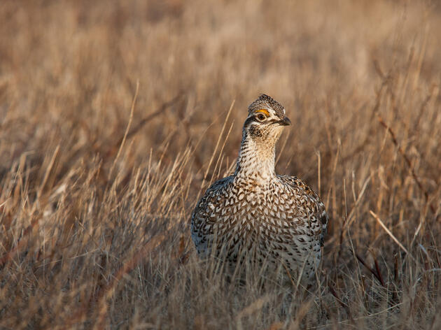 National Fish and Wildlife Foundation Awards Grant to Expand Technical Assistance for North Dakota Producers 
