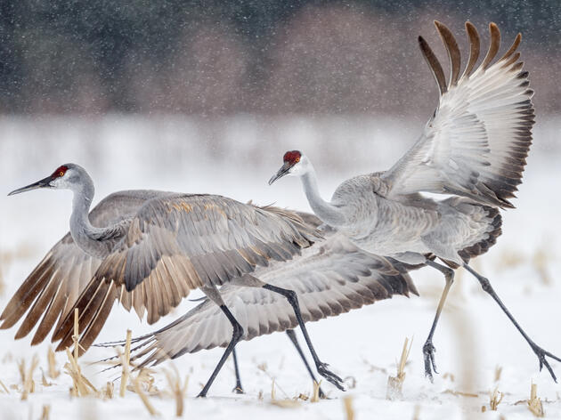 Crane Season Registration Opens on January 2