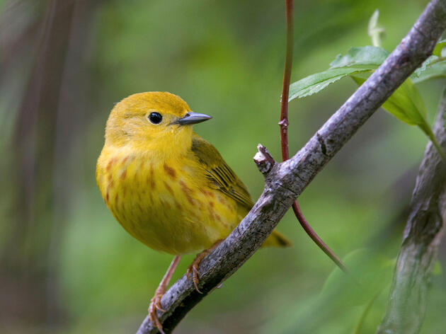 New Audubon Science: Two-Thirds of North American Birds at Risk of Extinction Due to Climate Change