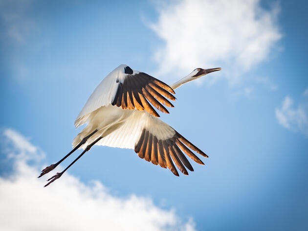 A Win for Whooping Cranes: Court Vacates Permit for R-Project