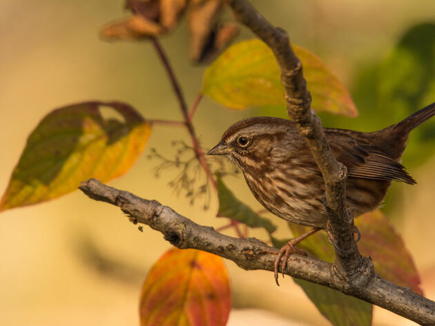 Autumn Animals: Adapting to the Change in Seasons