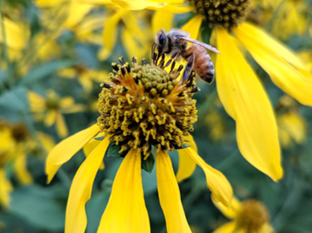 Audubon Dakota Awarded Two Grants Aiming to Improve and Restore Critical Pollinator Habitat in the Red River Valley