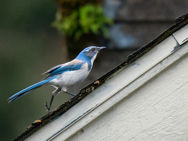 Take Part in Audubon's 'Bird From Home' Photo Project 