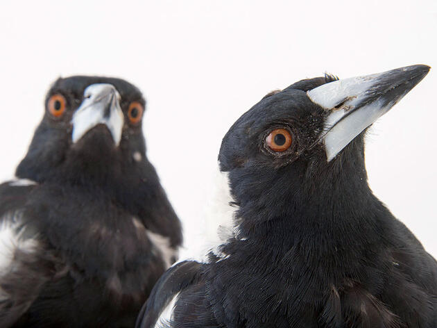 Bird IQ Tests: 8 Ways Researchers Test Bird Intelligence 