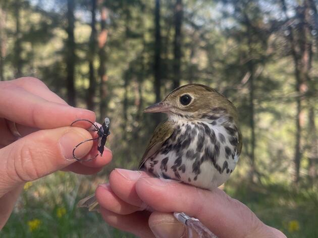 Nebraska Warbler Migration Study Takes Flight