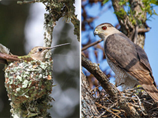 Why a Hawk Is a Hummingbird’s Best Friend
