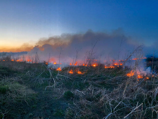 Another Consequence of Suppressing Wildfire: Trees Are Invading the Prairie