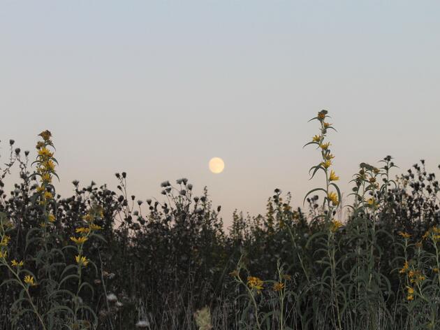 Frolic with Fireflies at Nightfall 