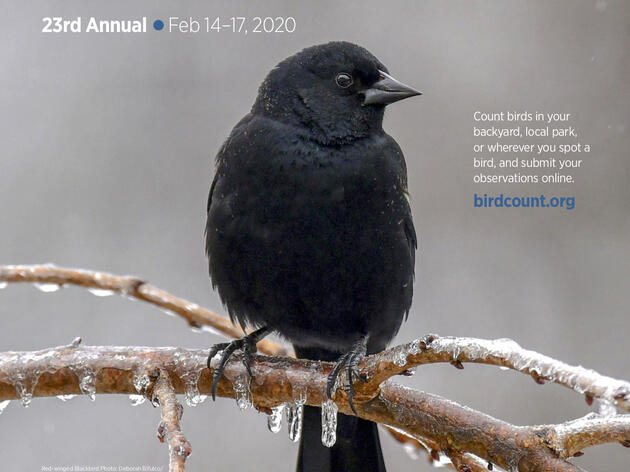 Audubon Hosts Four Birding Events near Lincoln on Valentine’s Day Weekend