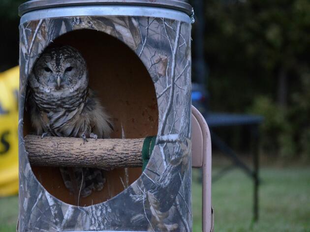 Hoot ‘n’ Howl Fest: Free Socially Distanced Event at the Prairie