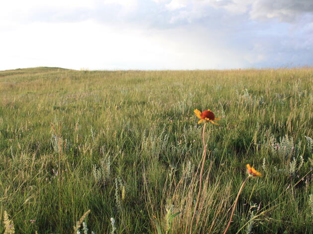 Grasslands and You-Introducing the Prairies