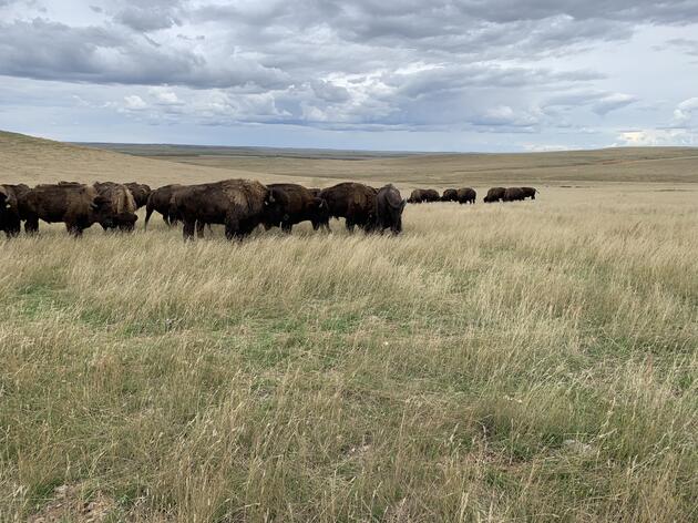 National Fish and Wildlife Foundation Award – Northern Great Plains Program 2024 