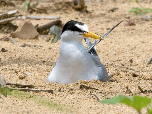 Interior Least Tern Decision Demonstrates Value of Endangered Species Act 