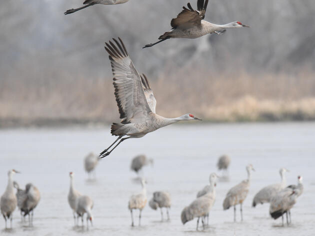 Audubon's Nebraska Crane Festival Arrives March 21-24