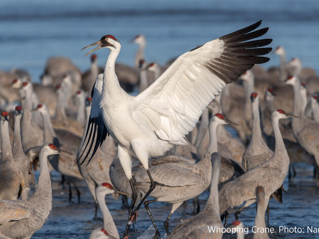 Audubon Nebraska Fights for Whooping Cranes by Supporting Lawsuit