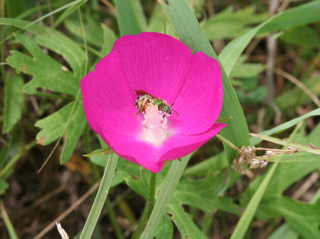 Audubon Celebrates Native Plants through New Facebook Series