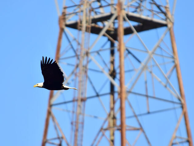 Bird Safety a Concern in National Push to Build More Power Lines
