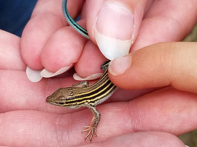 Snakes, Lizards, and More at “Radical Reptiles” event