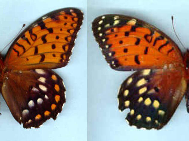 Audubon's Rowe Sanctuary monitors declining butterfly species