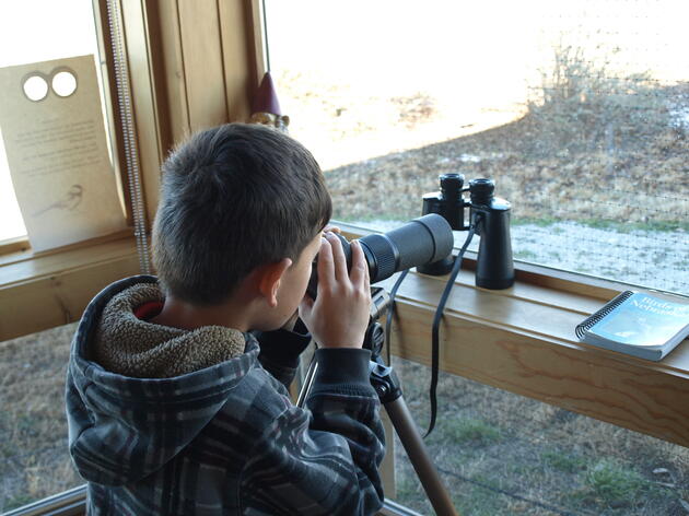 Indoor Bird Count at Audubon’s Rowe Sanctuary