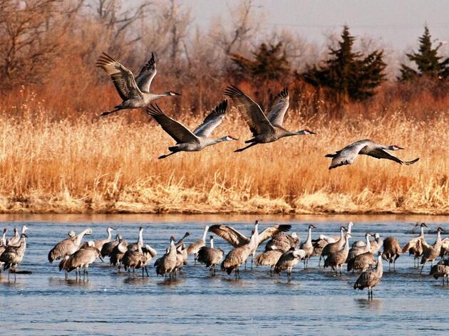 Rowe Sanctuary Opens Crane Season Registration