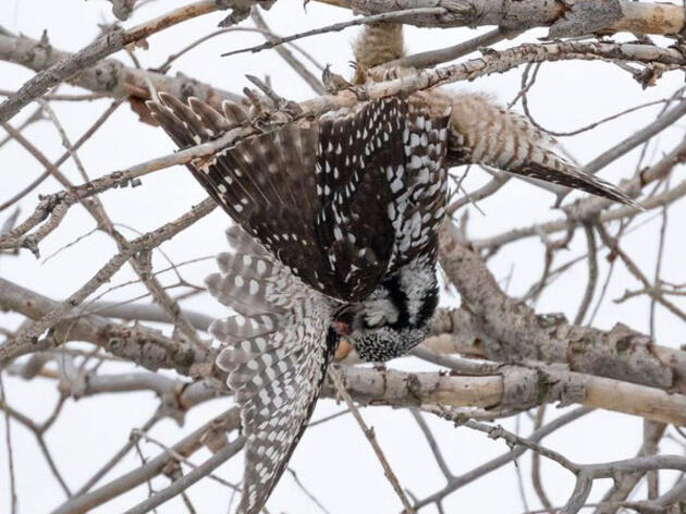 A Rare Owl Turned Up Dead—Are Birders To Blame?