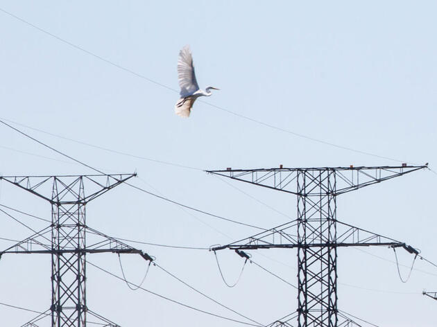 How Clean Energy and Birds Can Coexist