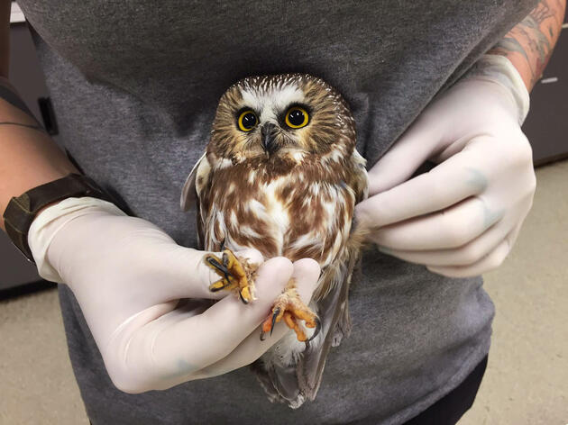 How Audubon Helps Raptors Through Rehab