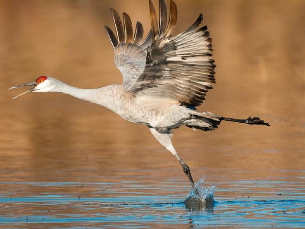 Weather Impacts Crane Numbers