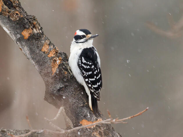 How to Set Up the Perfect Perch for Backyard Bird Photography