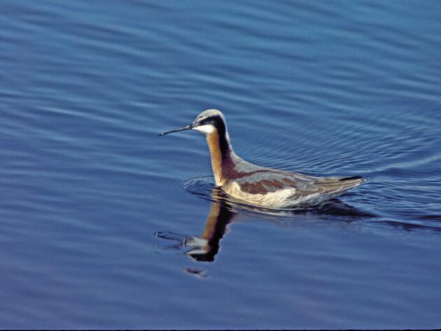 AVEDA and Audubon: Clean Water Partners
