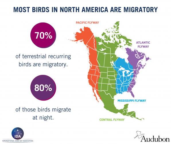 Migratory bird infographic