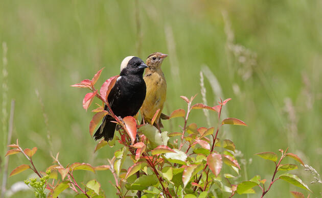 Working Lands  Audubon Great Plains