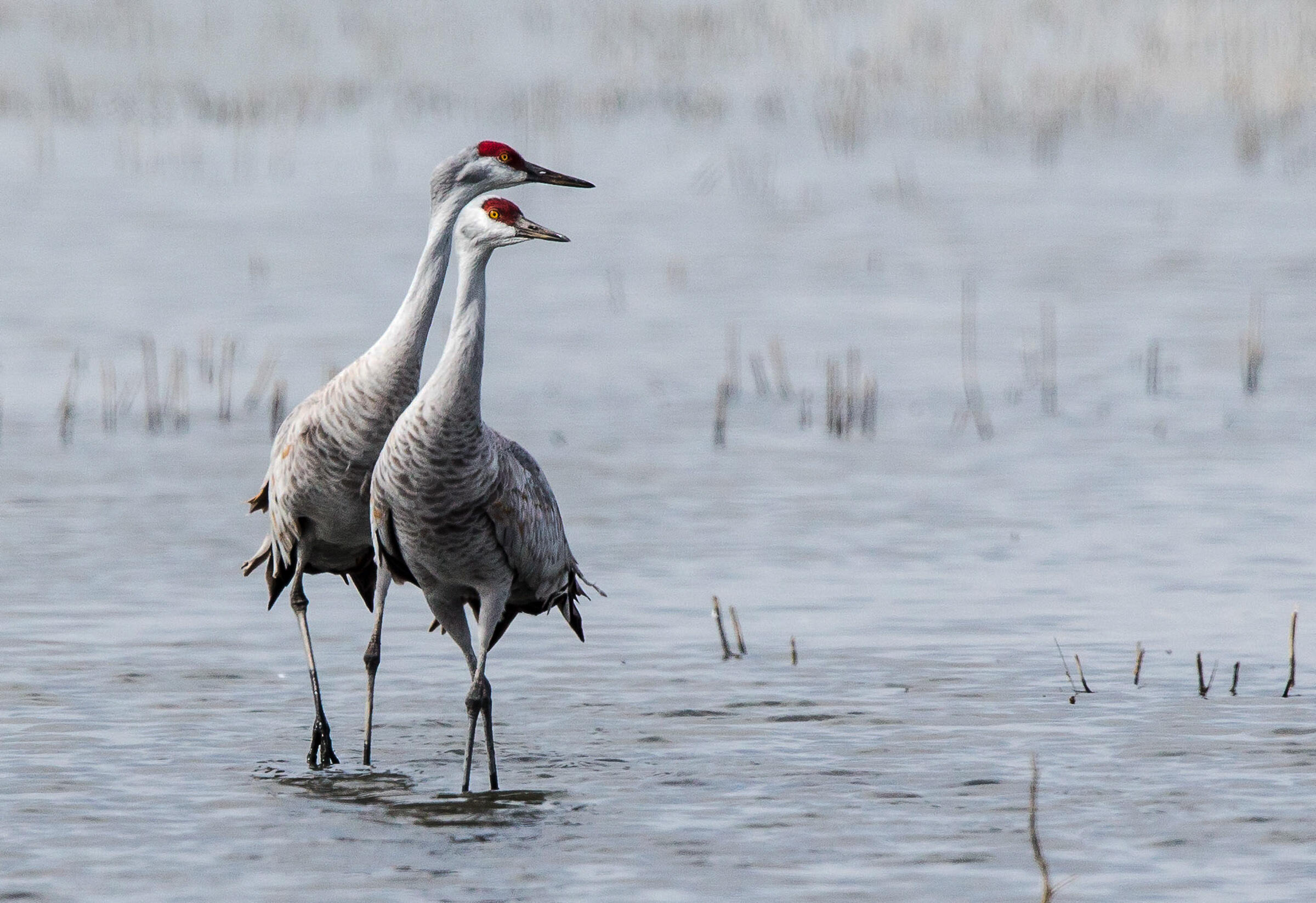 Sandhill Cranes. Photo: Richard Derevan Sandhill Cranes. Photo: Richard Derevan
